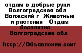 отдам в добрые руки - Волгоградская обл., Волжский г. Животные и растения » Отдам бесплатно   . Волгоградская обл.